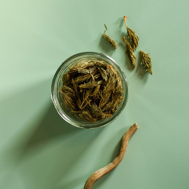 White Spruce | Dried Whole Tips (Picea glauca)-3