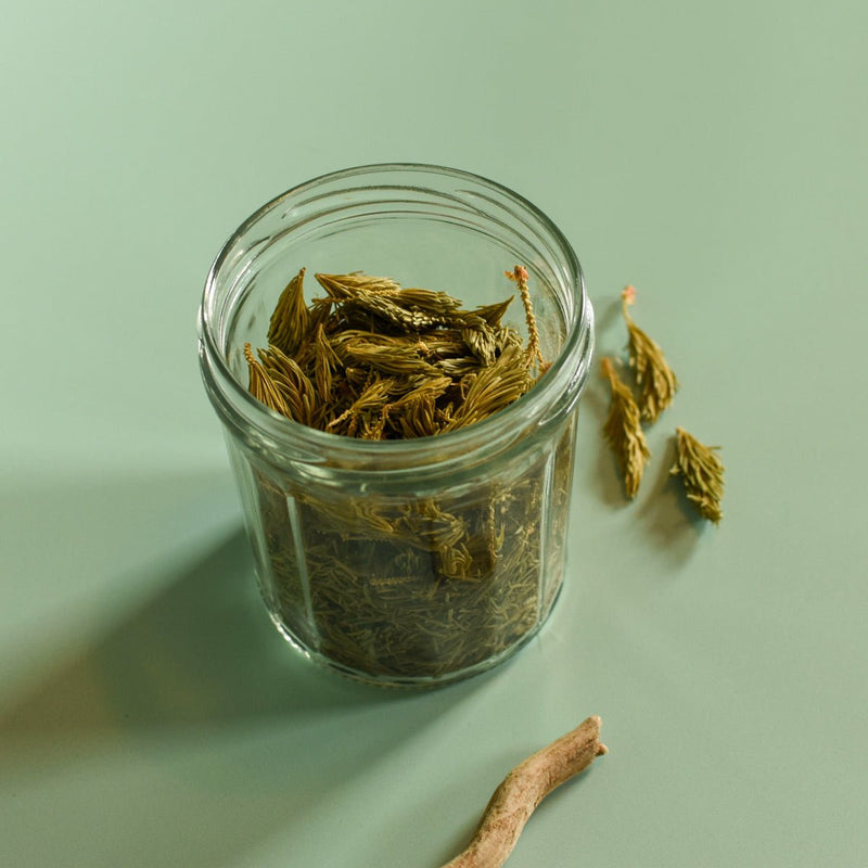 White Spruce | Dried Whole Tips (Picea glauca)-2