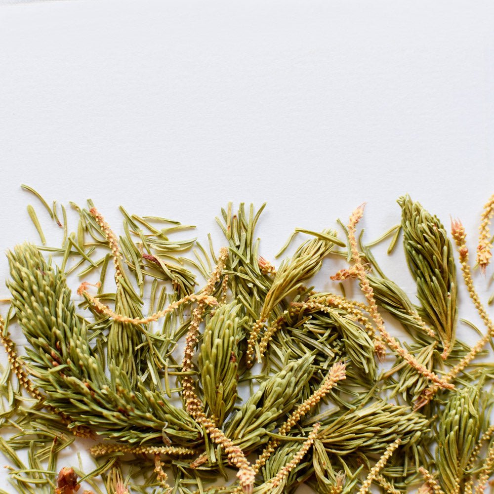 Black Spruce | Dried Whole Tips (Picea mariana)-3