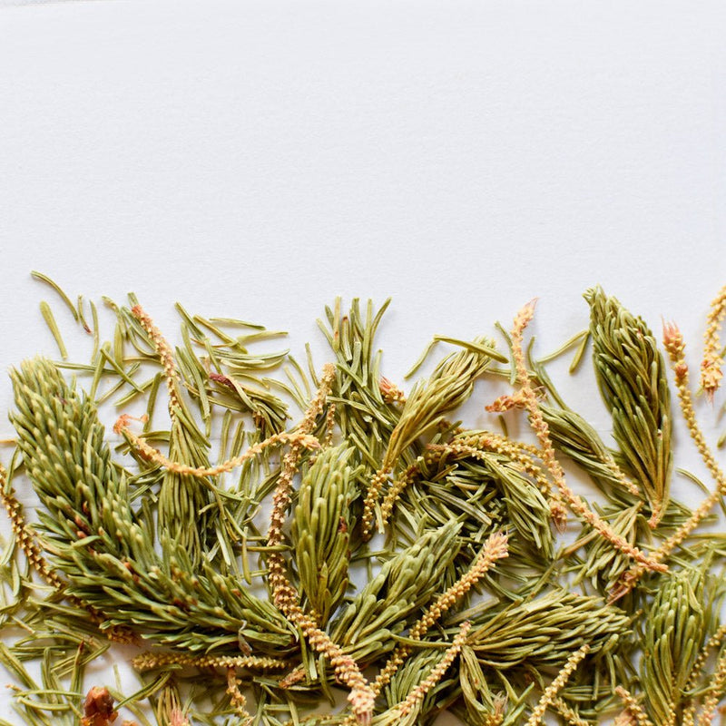 Black Spruce | Dried Whole Tips (Picea mariana)-3
