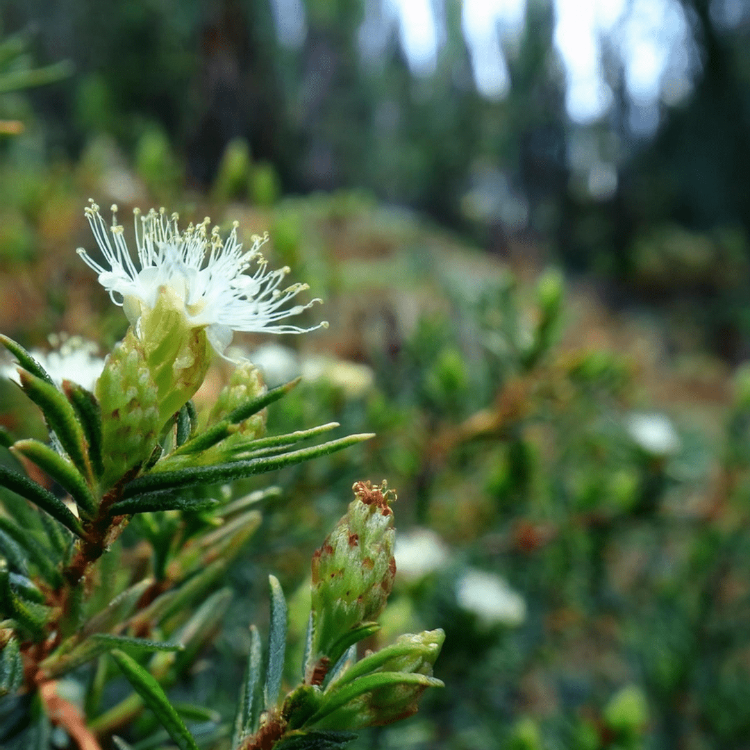 Labrador Tea | Dried Whole Flower (Rhododendron groenlandicum)-4