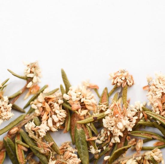 Labrador Tea | Dried Whole Flower (Rhododendron groenlandicum)-1