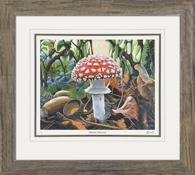 Amanita Muscaria - Framed Art Print /77 by Ryan Lewis (31x24)-1