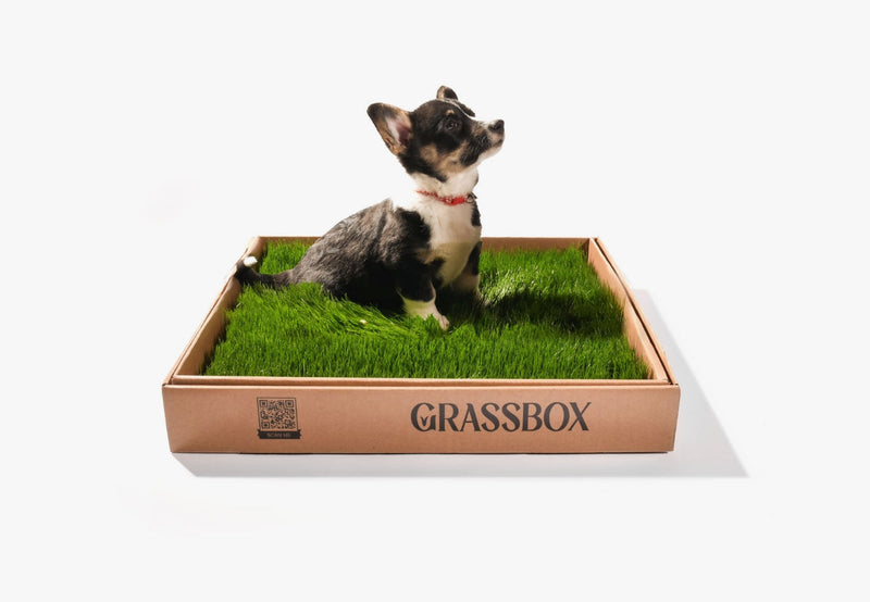 Real GrassBox-1