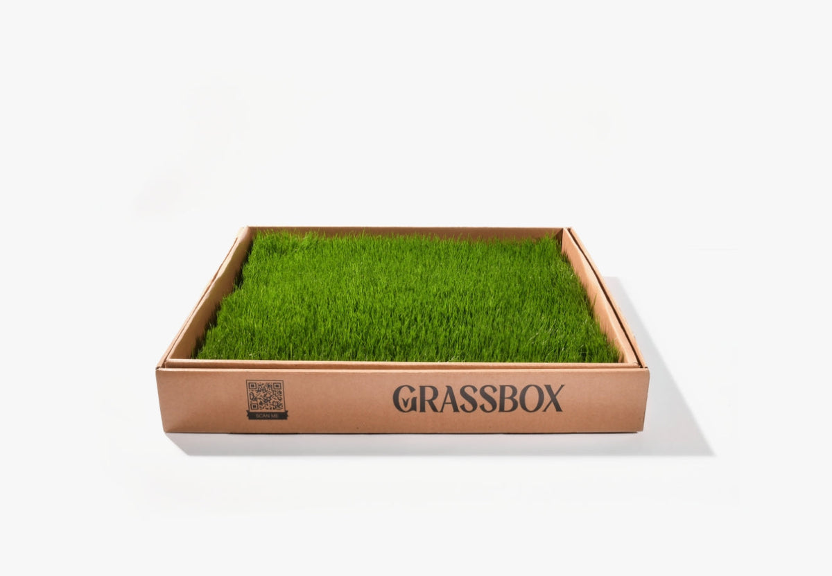 Real Grass Box for Cats & Kittens – Natural Indoor Potty Solution-3