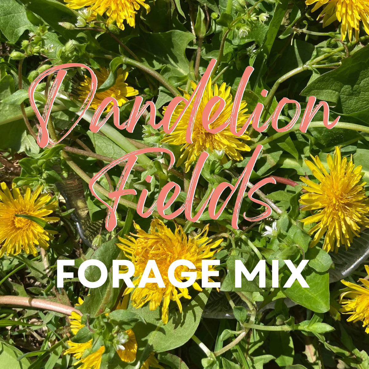 "Dandelion Fields" Hay Topper