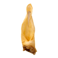 Lamb Ear-1