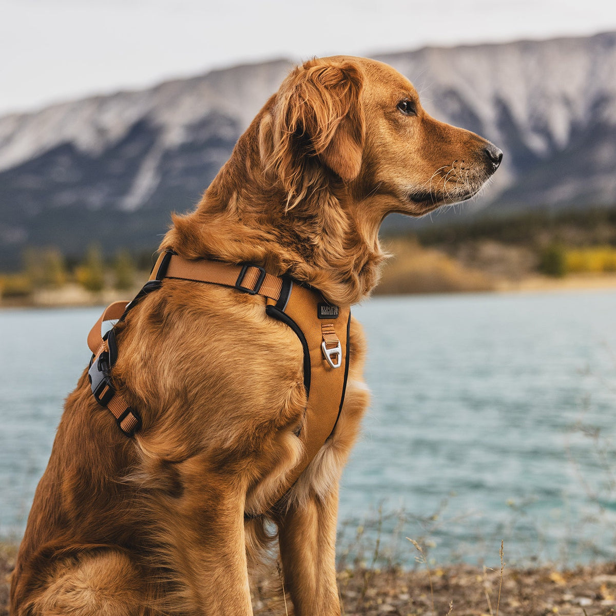 Lazy Bear Dog Harness-9