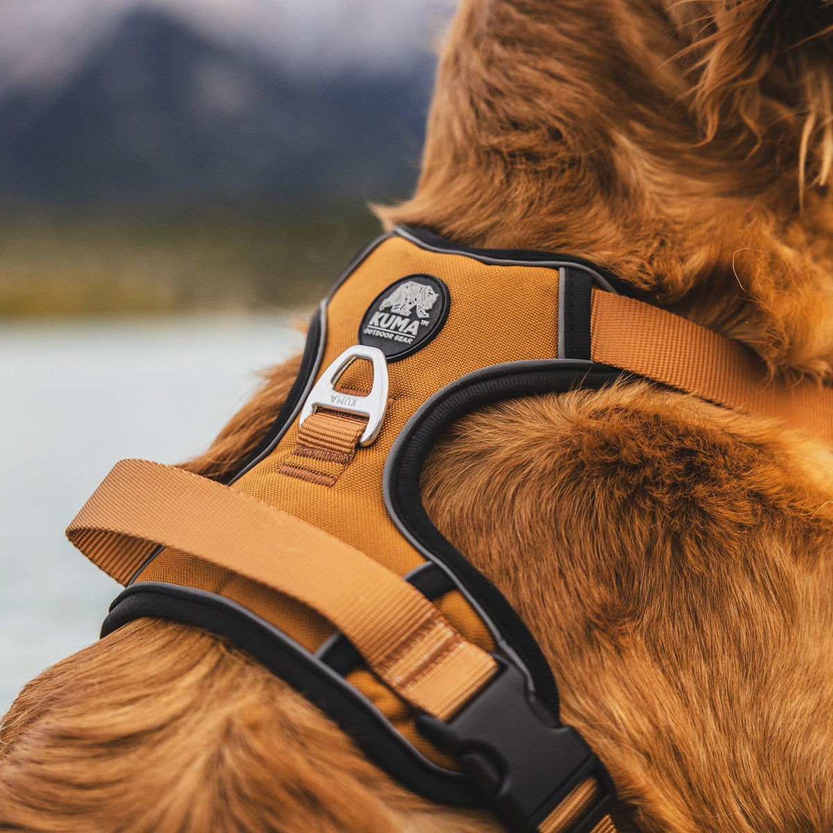 Lazy Bear Dog Harness-10