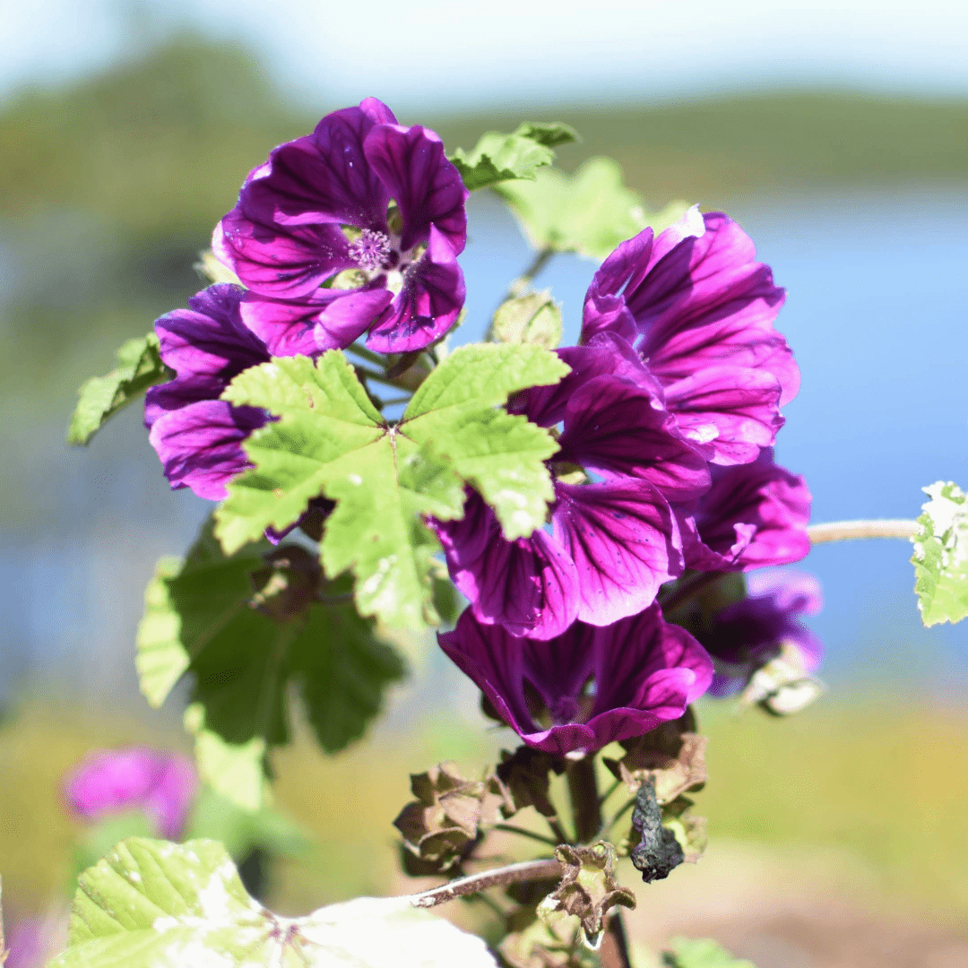 Common Mallow | Dried Flower & Leaf (Malva sylvestris)-3