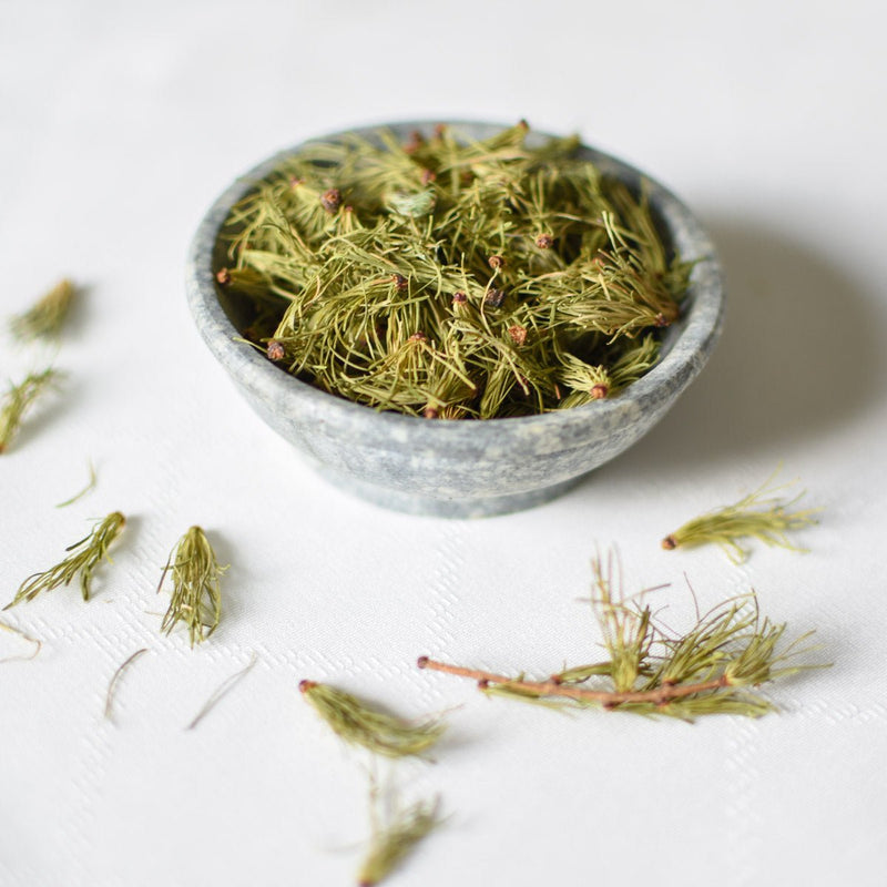 Tamarack | Dried Whole Needles (Larix laricina)-2