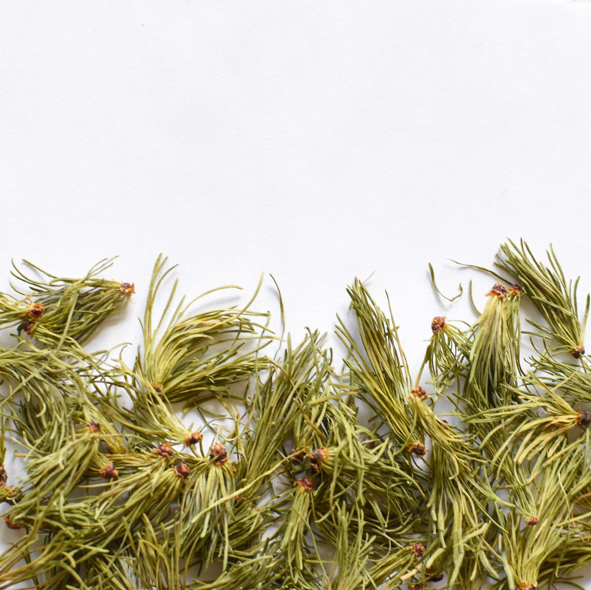 Tamarack | Dried Whole Needles (Larix laricina)