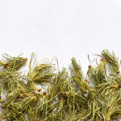 Tamarack | Dried Whole Needles (Larix laricina)-1