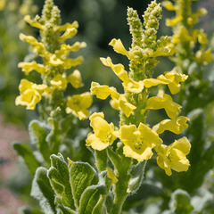 Mullein | Dried Whole Leaf (Verbascum thapsus)-3