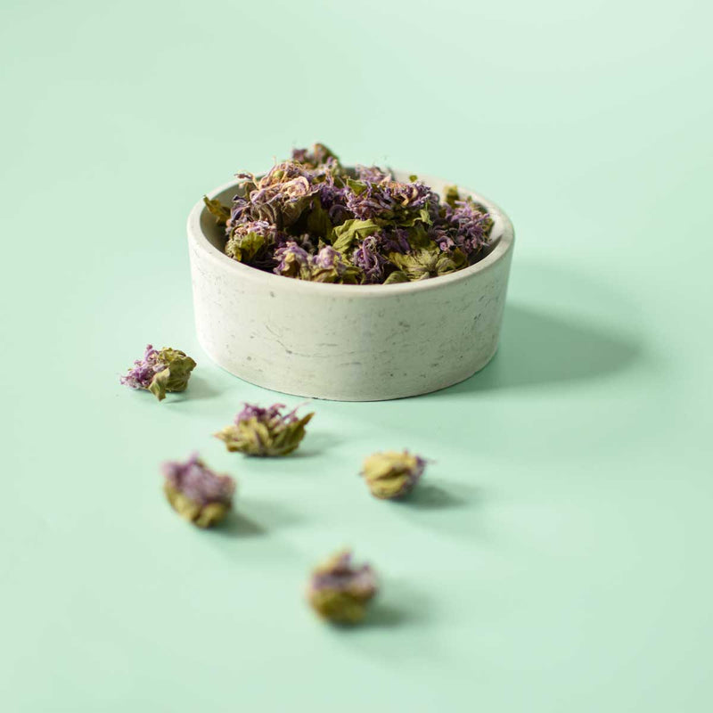 Wild Bergamot | Dried Whole Flower (Monarda fistulosa)-5