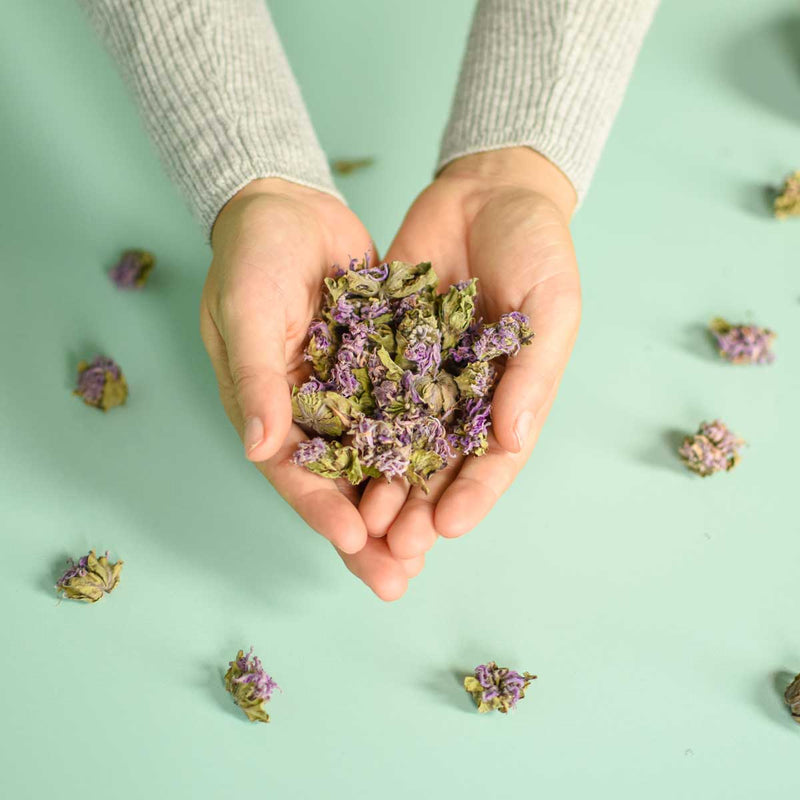 Wild Bergamot | Dried Whole Flower (Monarda fistulosa)-2