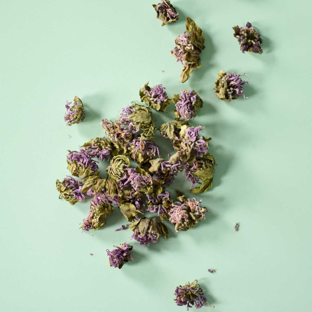 Wild Bergamot | Dried Whole Flower (Monarda fistulosa)-1