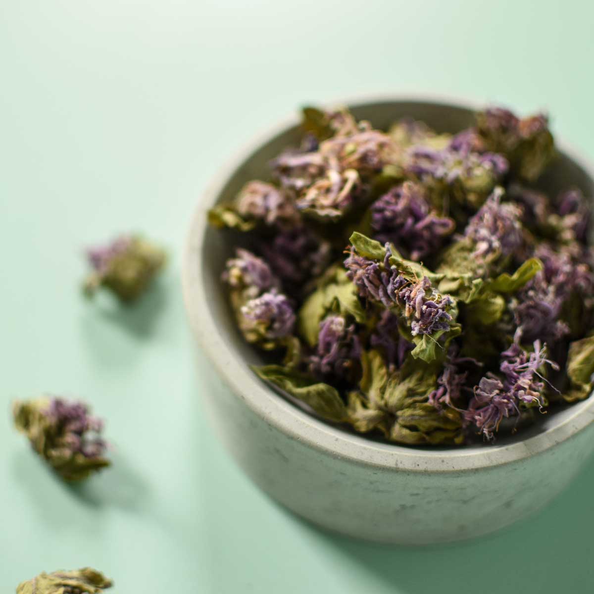 Wild Bergamot | Dried Whole Flower (Monarda fistulosa)-3