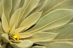 Mullein Leaves-1