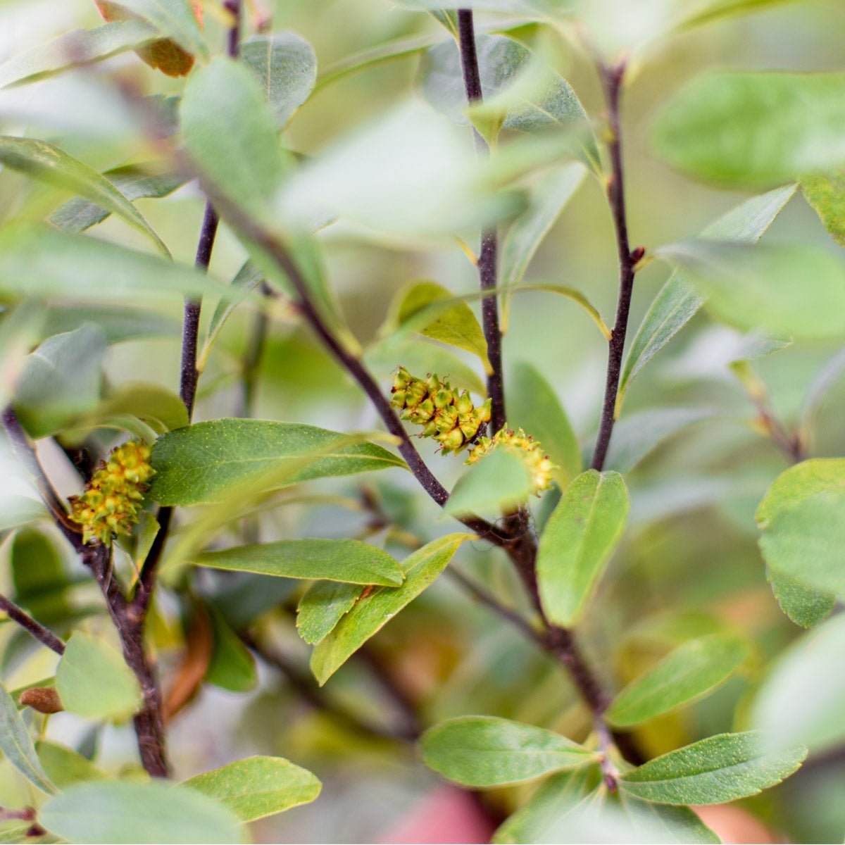 Sweet Gale | Dried Whole Catkins (Myrica gale)-3