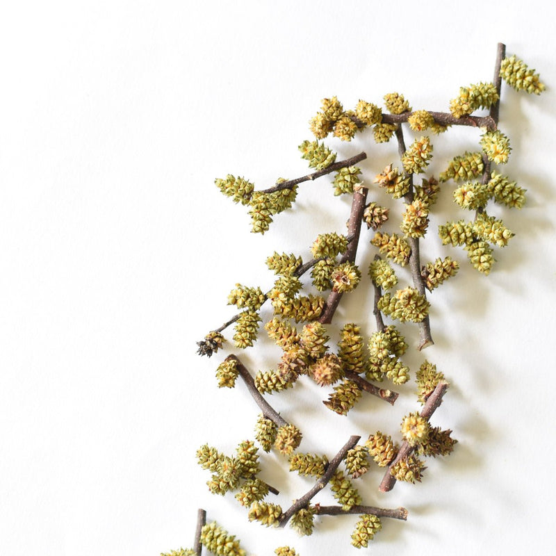 Sweet Gale | Dried Whole Catkins (Myrica gale)-2