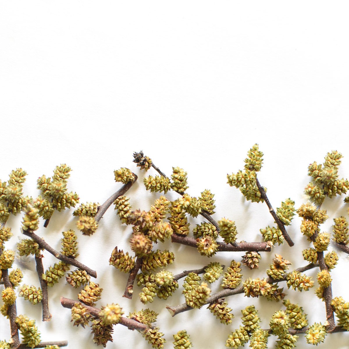 Sweet Gale | Dried Whole Catkins (Myrica gale)