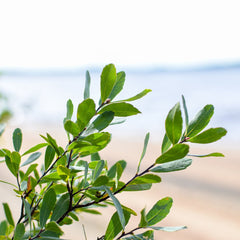 Sweet Gale | Dried Whole Leaf (Myrica gale)-2