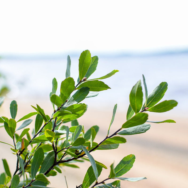 Sweet Gale | Dried Whole Leaf (Myrica gale)-2