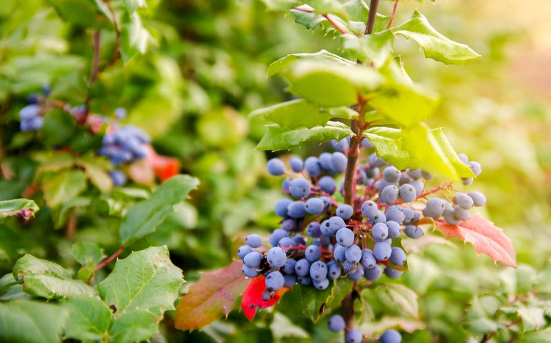 Wild Oregon Grape Root-4