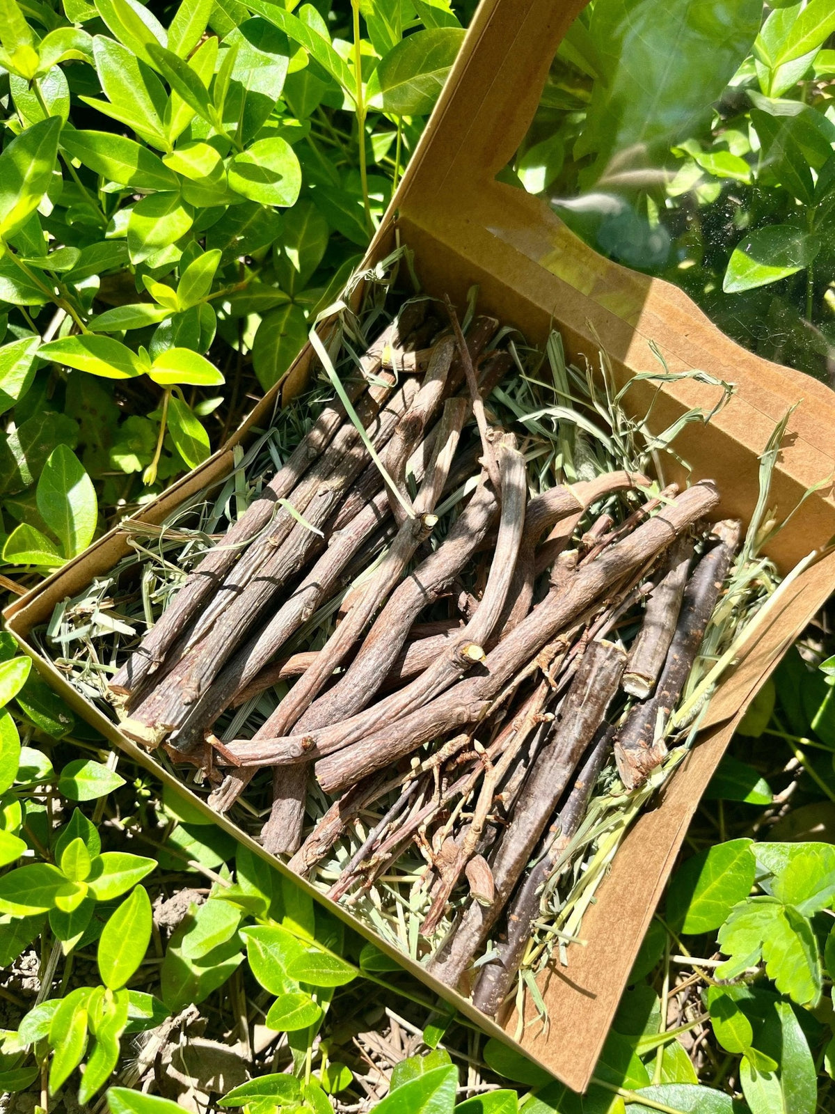 Bunny Chew Box: Apple, Kiwi, Currant & Gooseberry-4