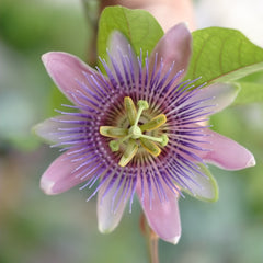 DREAM PLANTS OF KING SOLOMON // sleep tonic-5