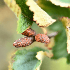 Poivre des dunes | Chaton entier séché (Alnus viridis crispa)-4
