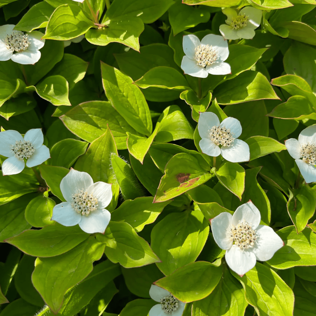 Bunchberry | Dried Whole Leaf (Cornus canadensis)-3