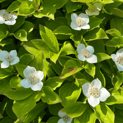 Bunchberry | Dried Whole Leaf (Cornus canadensis)-3