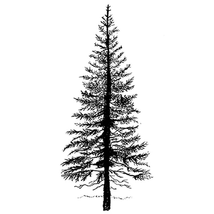 Lavinia Stamp - Fir Tree 1-1