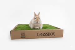 Real Grass Box for Rabbits – Natural Rabbit Potty Solution-2