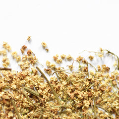 Black Elder | Dried Whole Flower (Sambucus nigra)-1