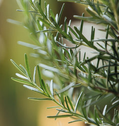 Tallow Balm Stacks-15