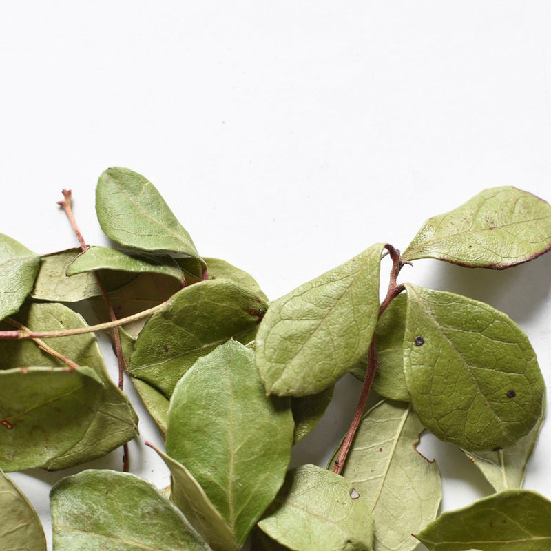 Wintergreen | Dried Whole Leaf (Gaultheria procumbens)-3