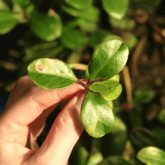 Wintergreen | Dried Whole Leaf (Gaultheria procumbens)-4