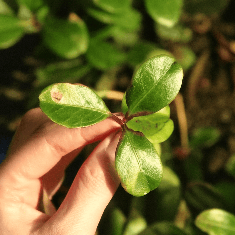 Wintergreen | Dried Whole Leaf (Gaultheria procumbens)-4