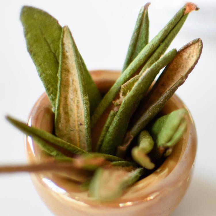 Labrador Tea | Dried Whole Leaf (Rhododendron groenlandicum)-3
