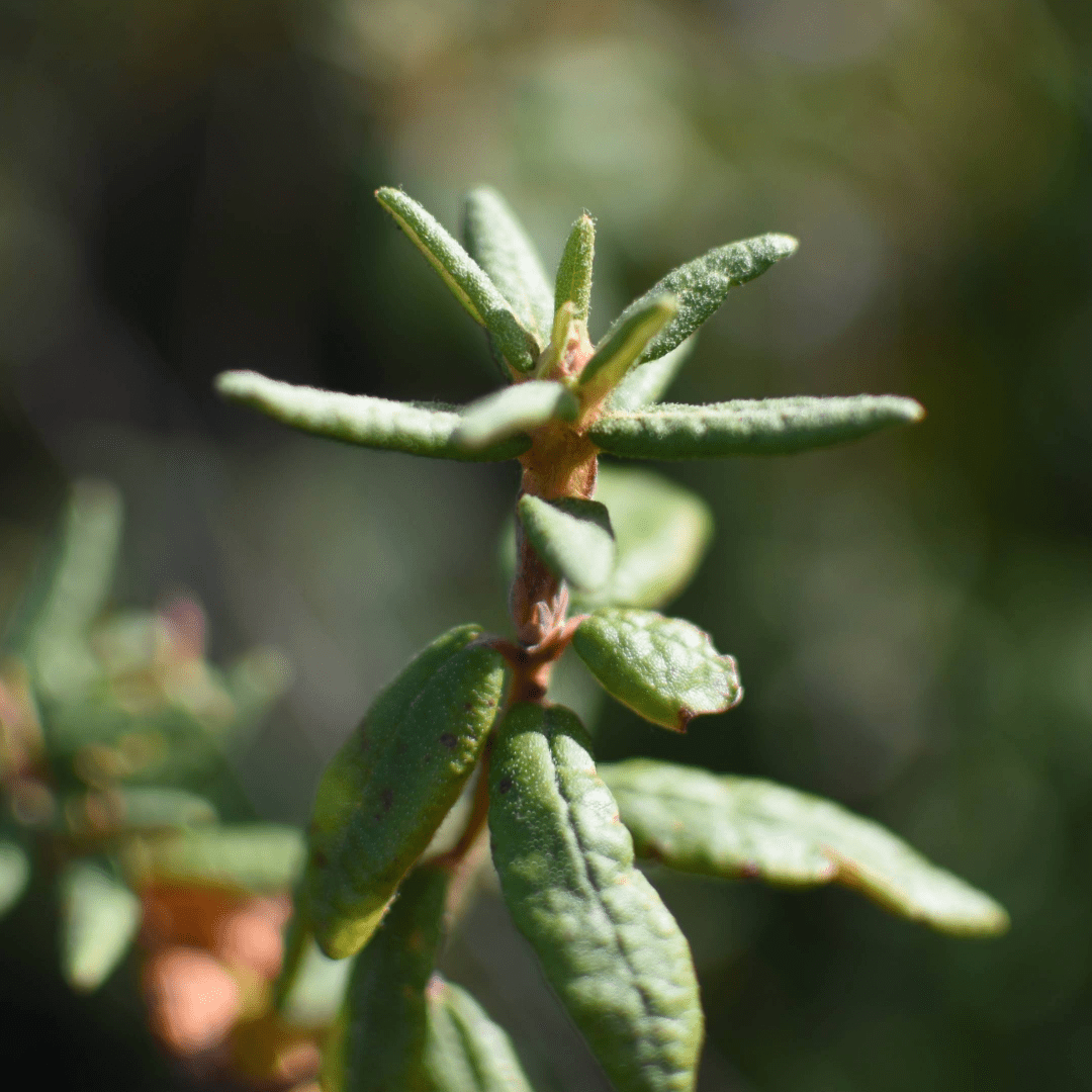 Labrador Tea | Dried Whole Leaf (Rhododendron groenlandicum)-4