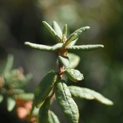 Labrador Tea | Dried Whole Leaf (Rhododendron groenlandicum)-4