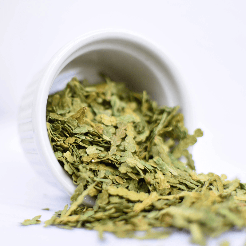 Eastern White Cedar | Dried Whole Leaf (Thuja occidentalis)-1