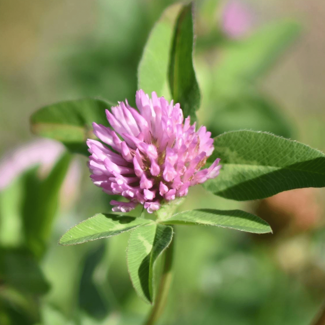 Red Clover | Dried Whole Flower (Trifolium pratense)-3