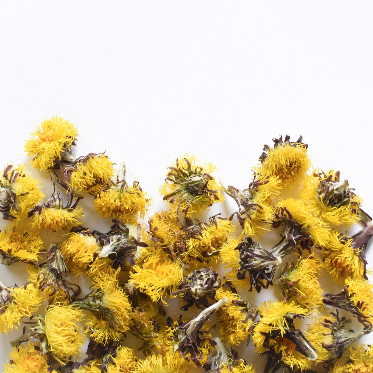 Coltsfoot | Dried Whole Flower (Tussilago farfara)
