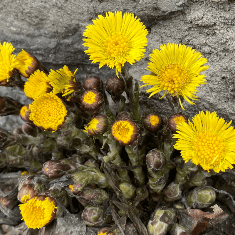 Coltsfoot | Dried Whole Flower (Tussilago farfara)-4