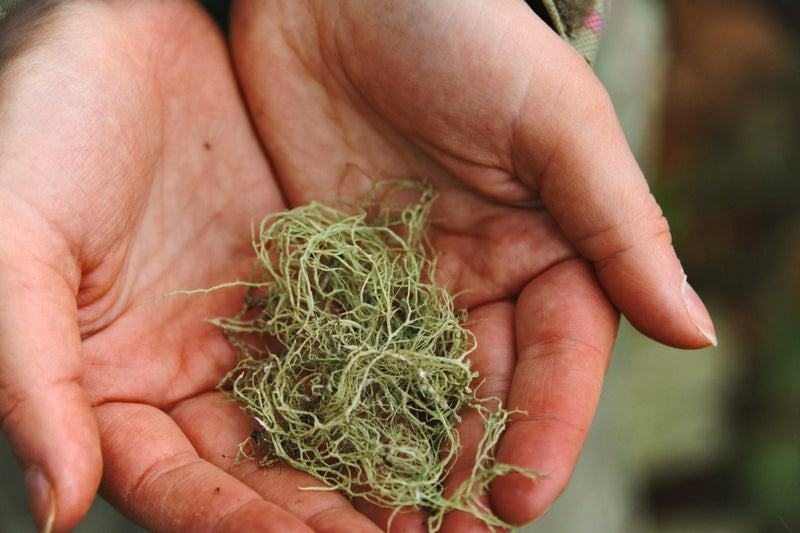 Usnea Barbarata (Old Man’s Beard)-2