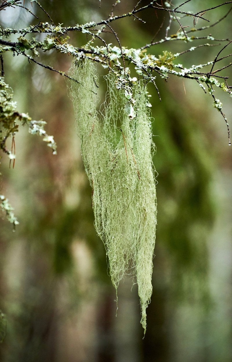 Usnea Barbarata (Old Man’s Beard)-1